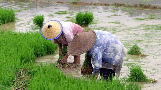 sulawesi-ricefields