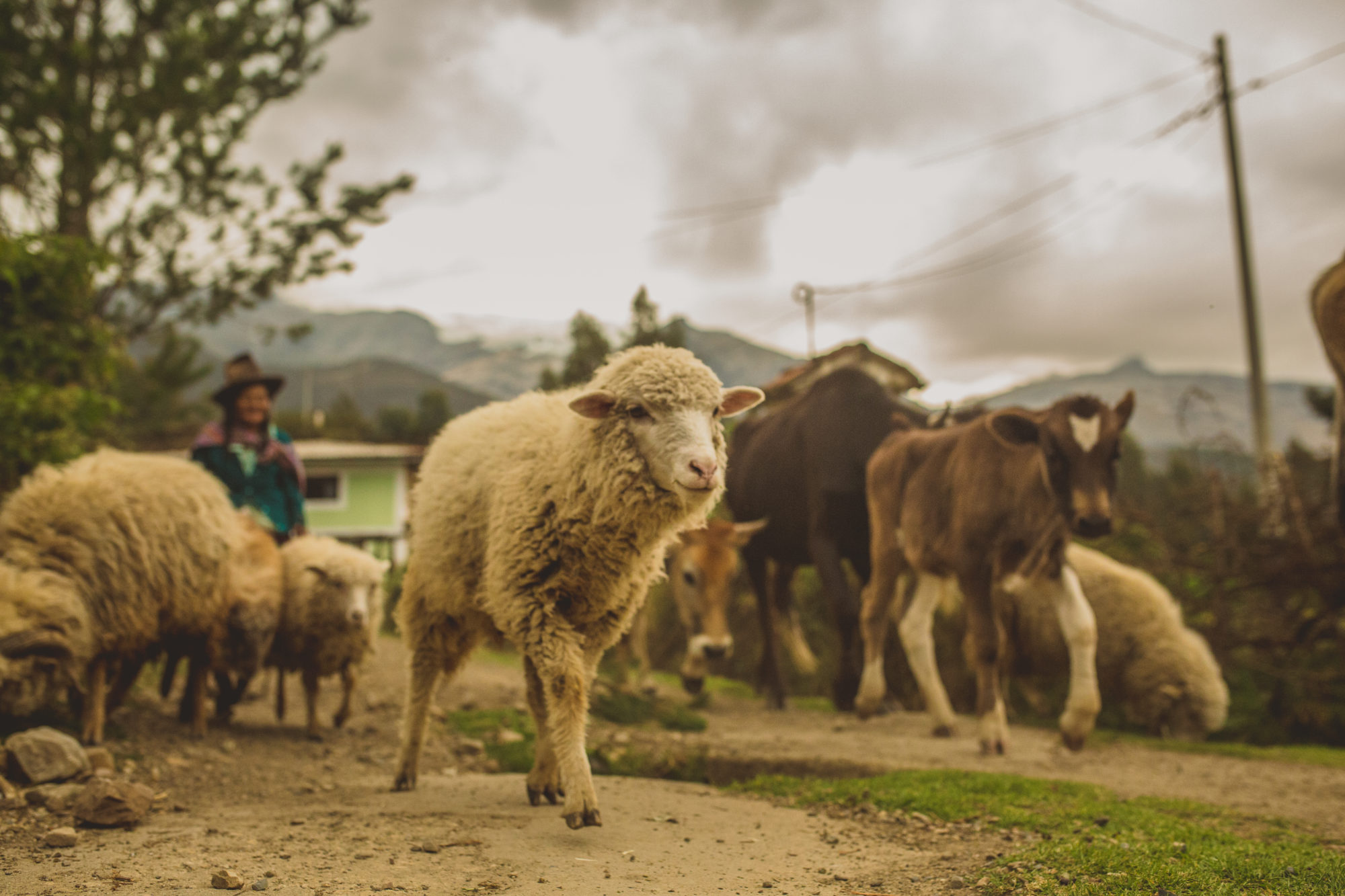 Sheep in Huaraz