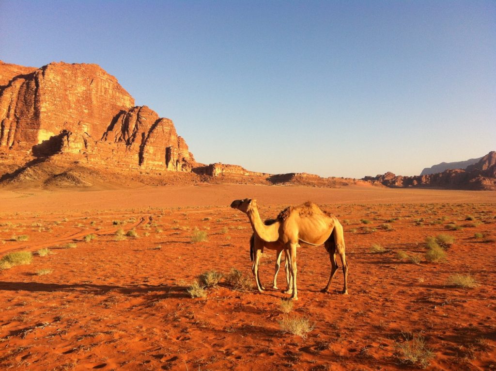 Me Jordan Desert Camel