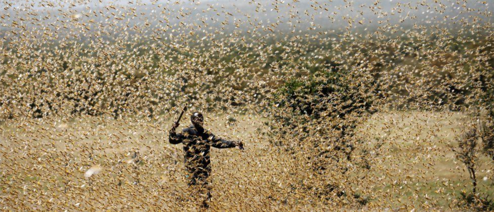 Locusts